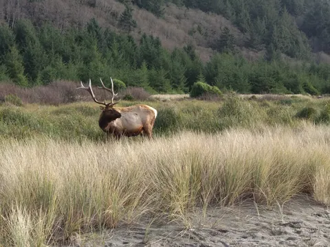 Roosevelt elk in a coastal meadow