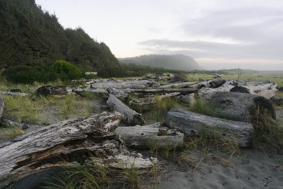 Prairie Creek Redwoods State Park 2019-09-26-5