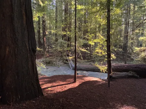 Bolling Grove in December