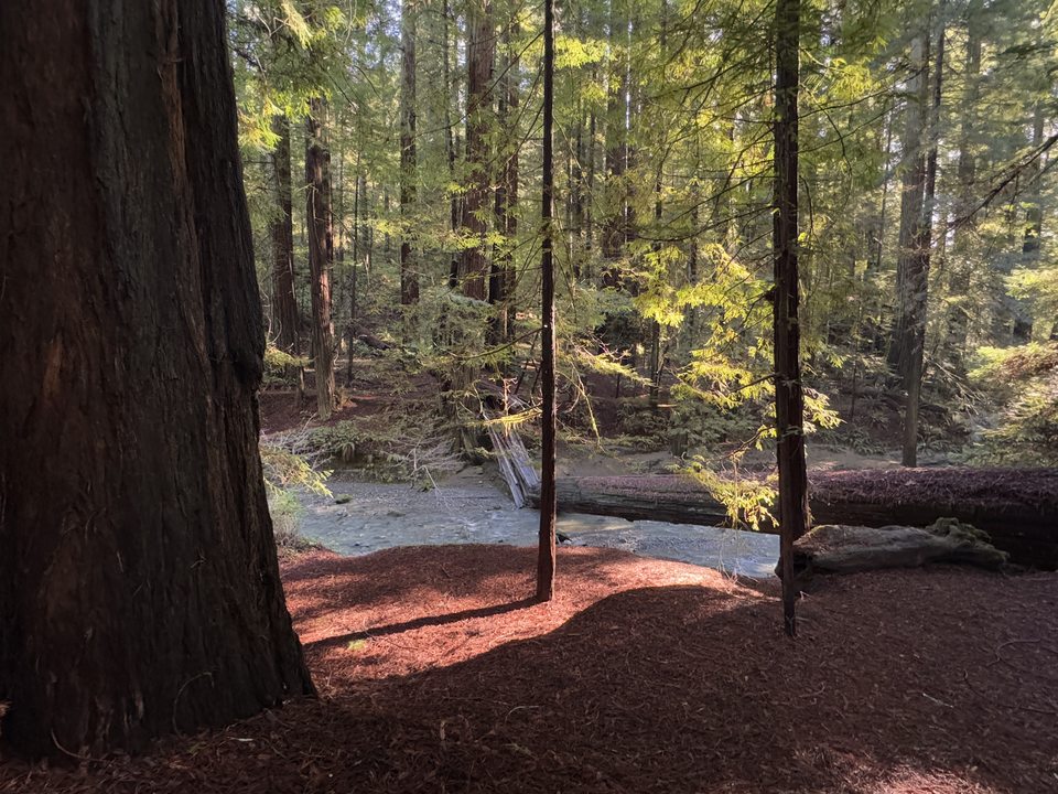 Bolling Grove in December
