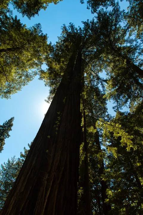 Dad's tree