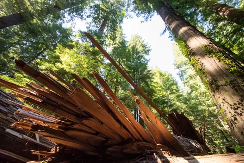 A fallen redwood - Avenue of the Giants, California