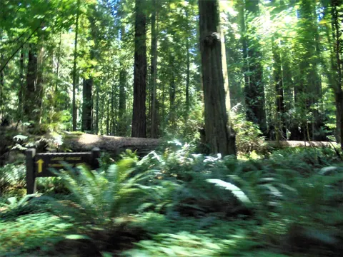 Ferns beside the Avenue of the Giants