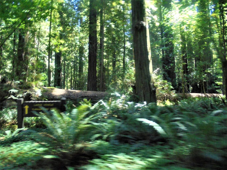 Ferns beside the Avenue of the Giants