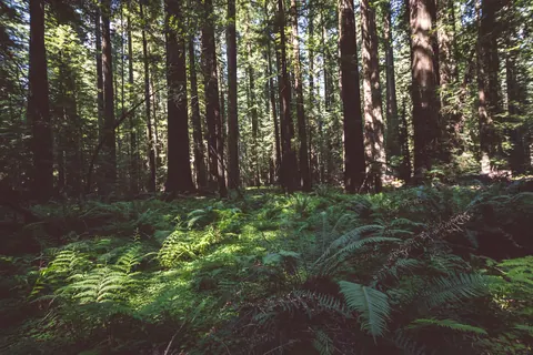 Sunlight in the Avenue’s forest