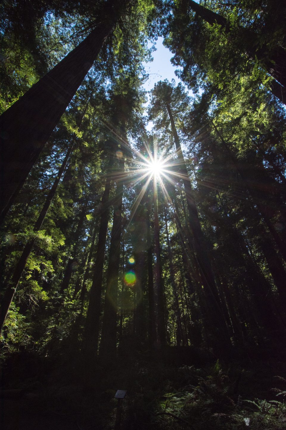 Sunburst through redwood branches
