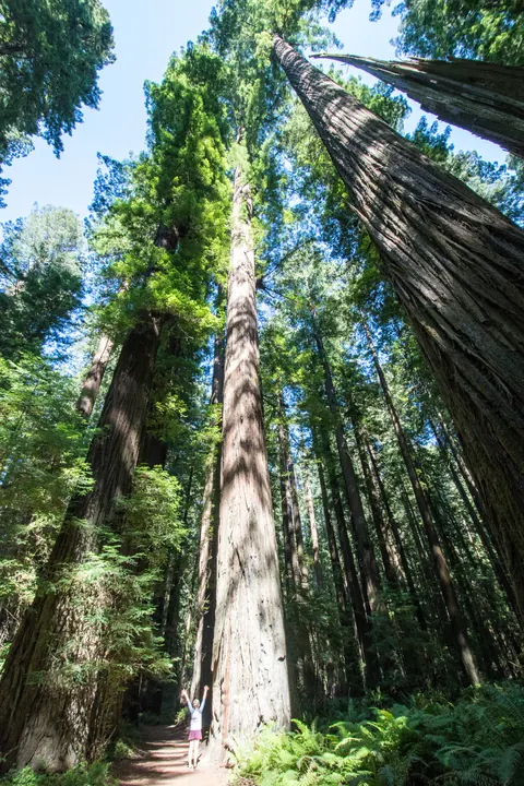 Redwood trunk reaching toward the canopy