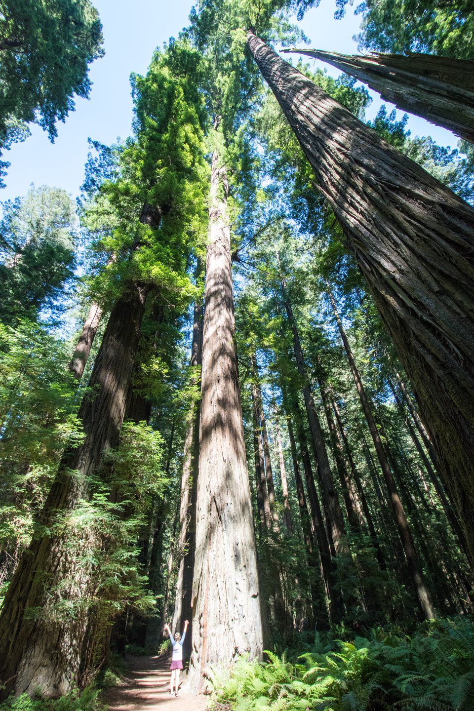 Redwood trunk reaching toward the canopy
