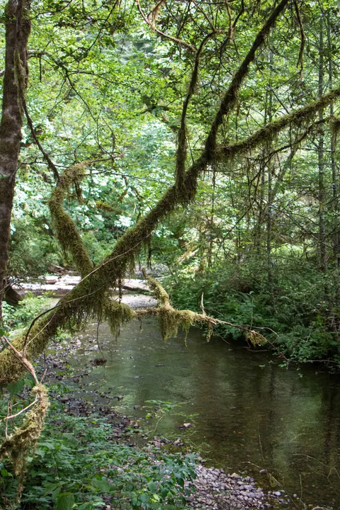 Branching tree in the northern redwoods