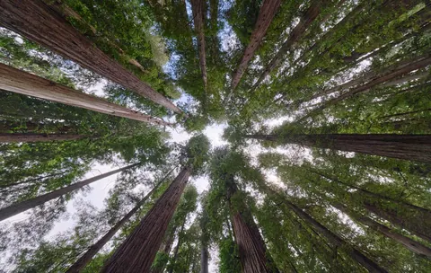Looking up at redwoods - Flickr - chris.rycroft