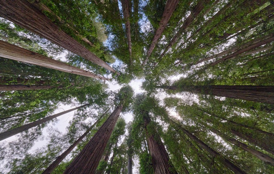 Looking up at redwoods - Flickr - chris.rycroft