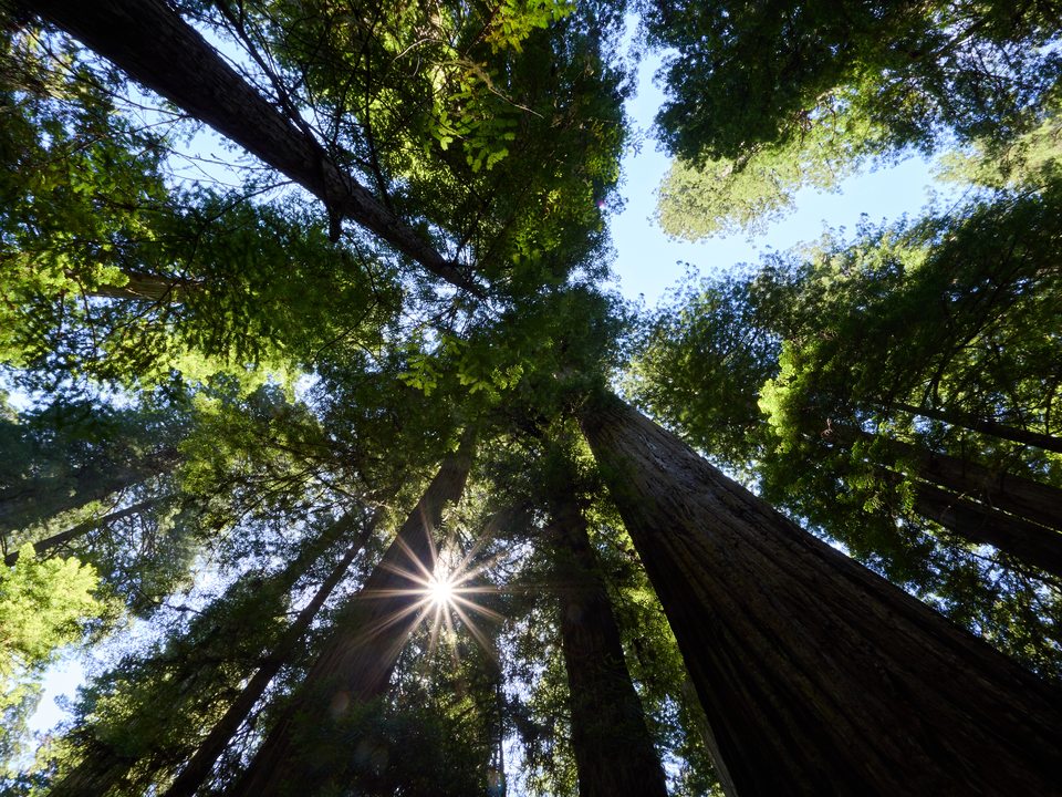 Redwood National Park