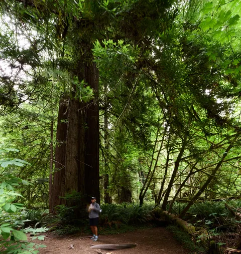 Branching canopy in Redwood National Park