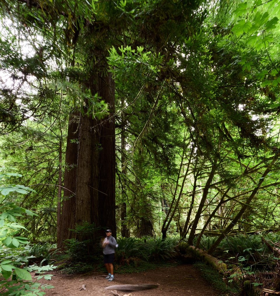 Branching canopy in Redwood National Park