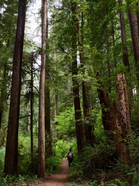 A tall redwood among neighboring trunks