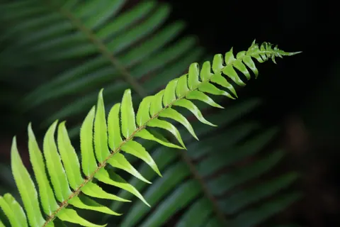 Fern leaves at Stout Grove