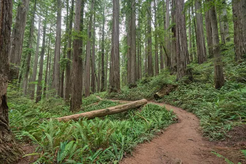 Redwood trees on the Boy Scout Tree Trail - Flickr - chris.rycroft