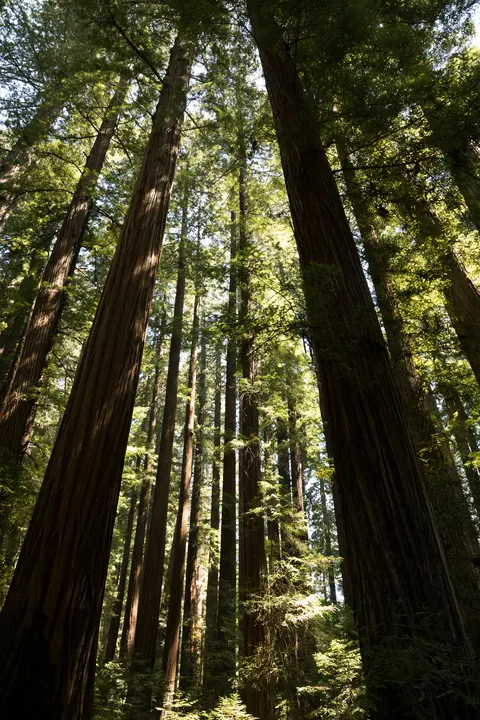 Looking up in Rockefeller Redwood Forest