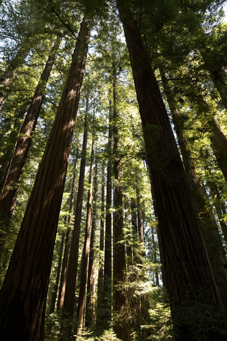 Looking up in Rockefeller Redwood Forest