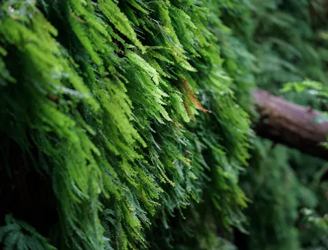 Fern Canyon’s green wall