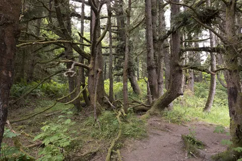 Forest approach to Fern Canyon