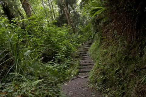 Path between Fern Canyon’s walls