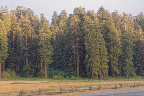 Tree line at Elk Prairie
