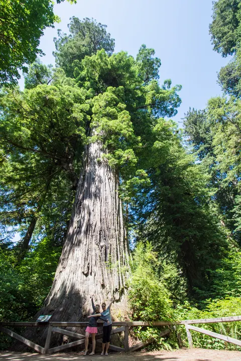 Big Tree in Prairie Creek Redwoods