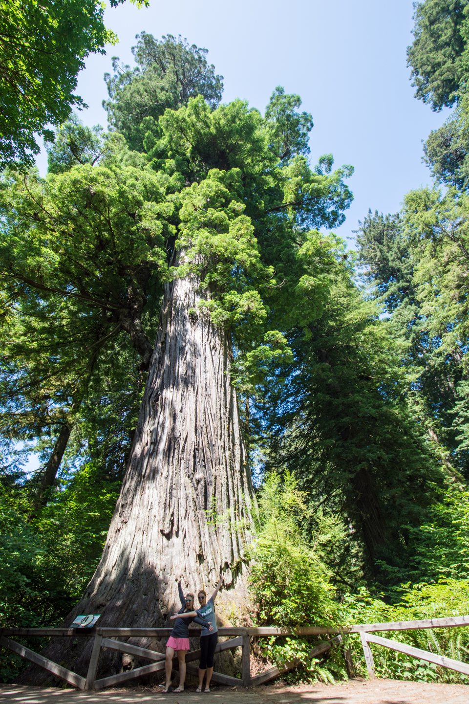 Big Tree in Prairie Creek Redwoods