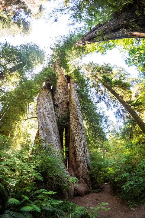 Corkscrew Tree in Prairie Creek Redwoods