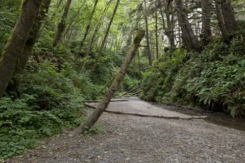 Fern Canyon forest path