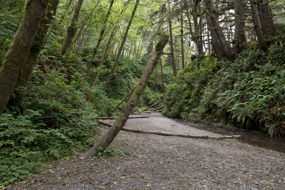 Fern Canyon forest path