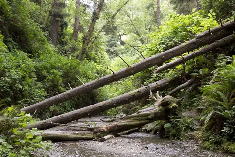 Fallen trees across Fern Canyon