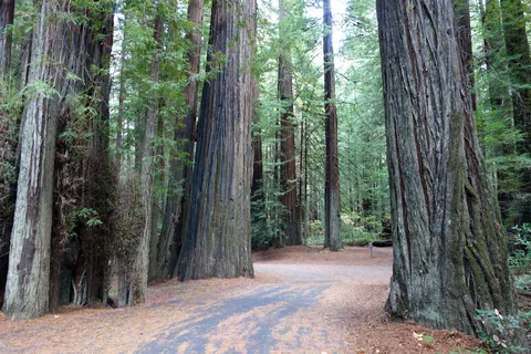 Williams Grove forest road