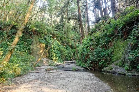 Redwood NSP Fern Canyon 1