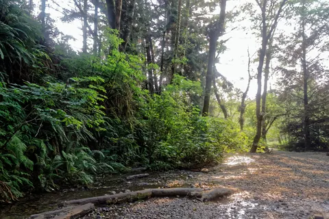 Redwood NSP Fern Canyon 2