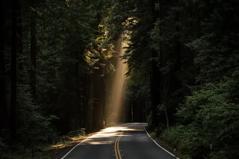 Ave of Giants (Unsplash)