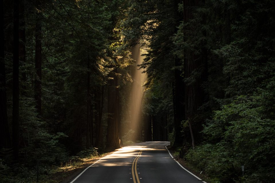 Ave of Giants (Unsplash)