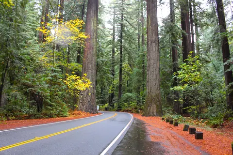 Avenue of Giants