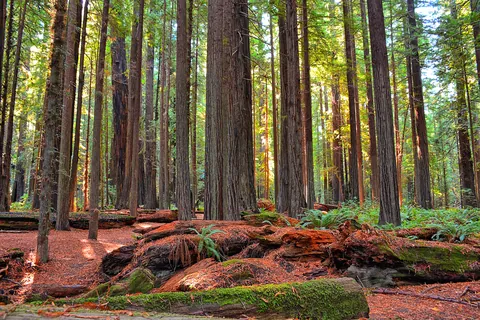 Avenue of the Giants — Kirt Edblom