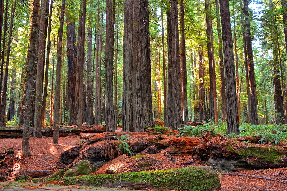 Redwood trunks and ferns